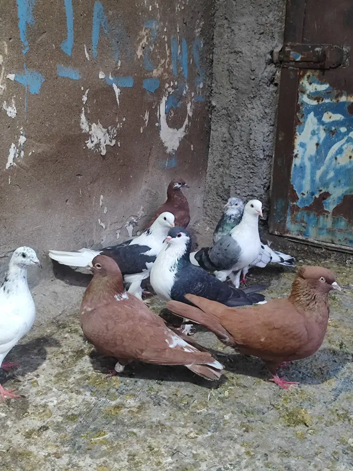 کفتر|پرنده|اهواز, لشکرآباد|دیوار