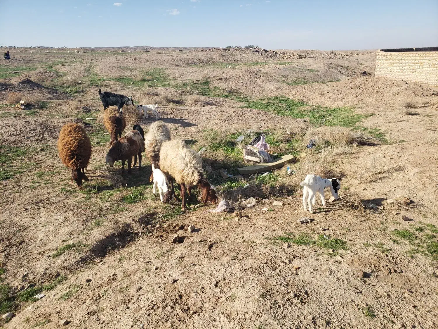 میش زاییده|حیوانات مزرعه|تایباد, |دیوار