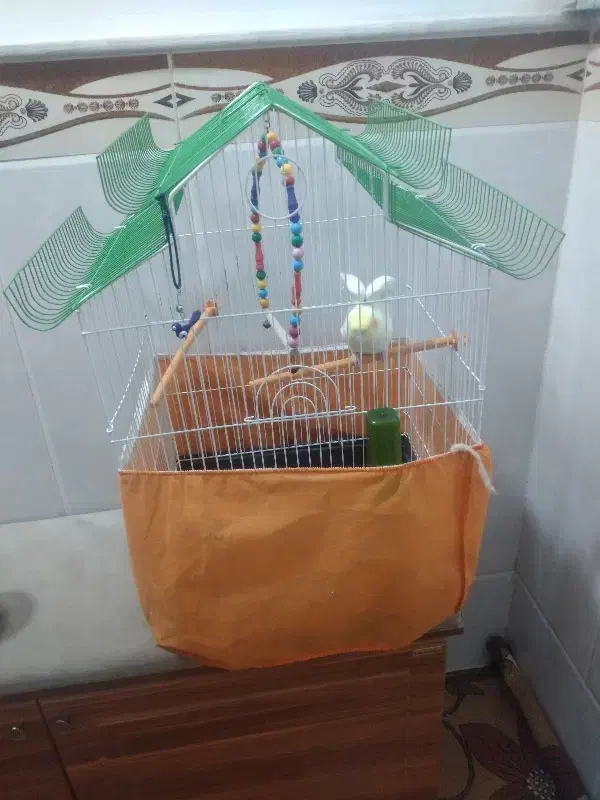 عروس هلندی|پرنده|قم, شهرک فاطمیه|دیوار