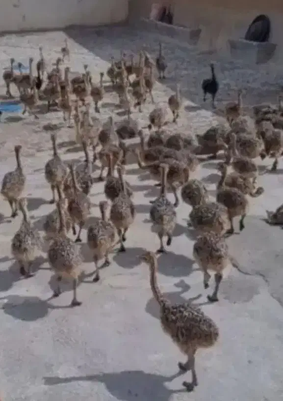 پخش جوجه شتر مرغ بالای ۱۰ عدد|حیوانات مزرعه|قزوین, |دیوار
