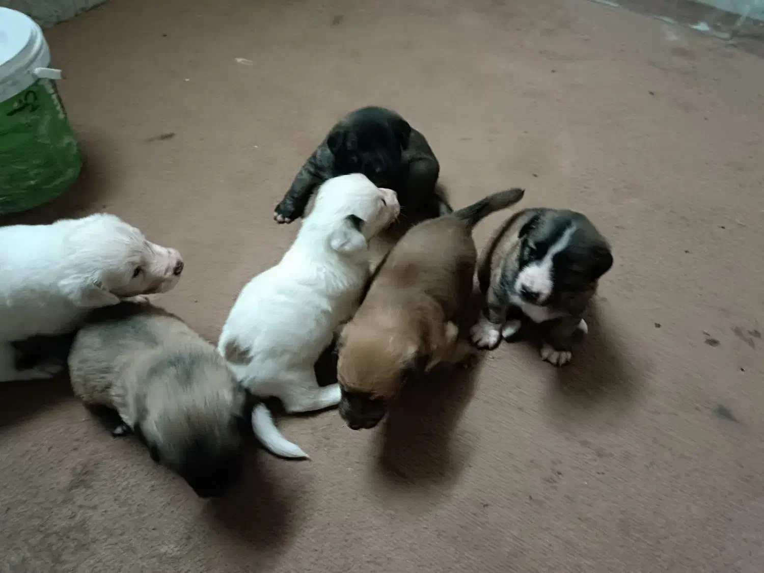 سگ اشپیدز|سگ|گرگان, |دیوار