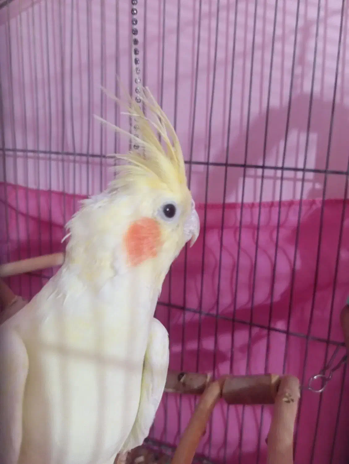 عروس هلندی لوتینو ماده|پرنده|قزوین, |دیوار