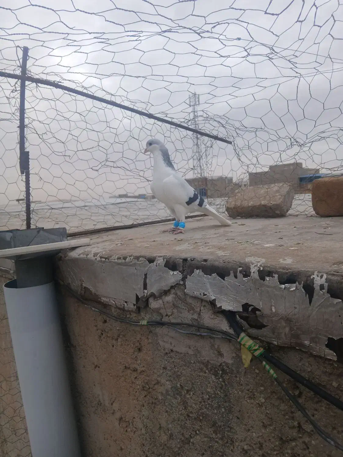 کبوتر|پرنده|الوند, |دیوار