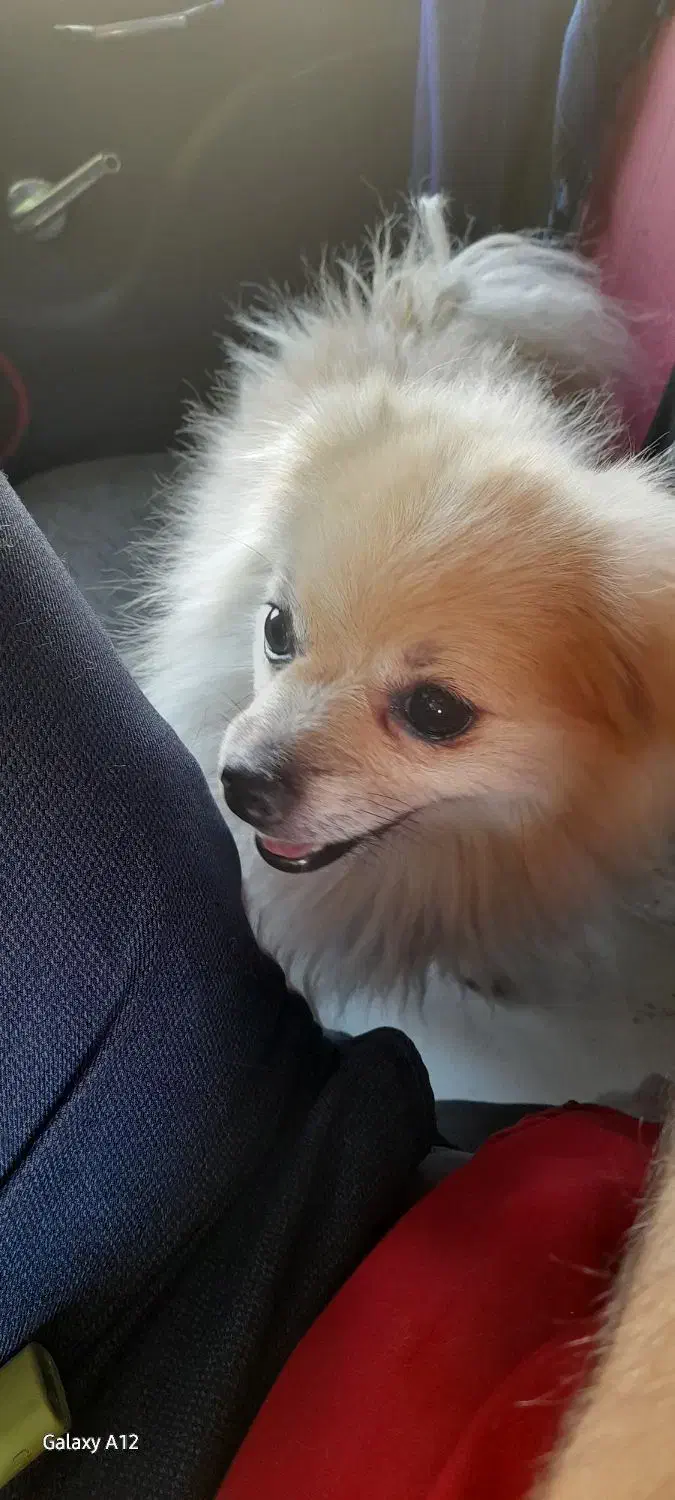 این سگ گمشده درصورت رویت مژدگانی به دلخواه خودتون|حیوانات|نظرآباد, نظرآباد|دیوار