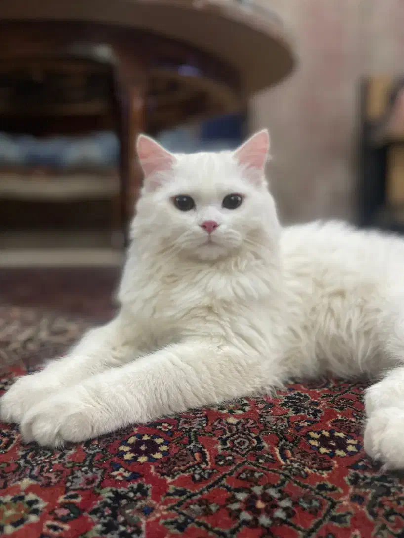 گربه پرشین|گربه|ارومیه, |دیوار