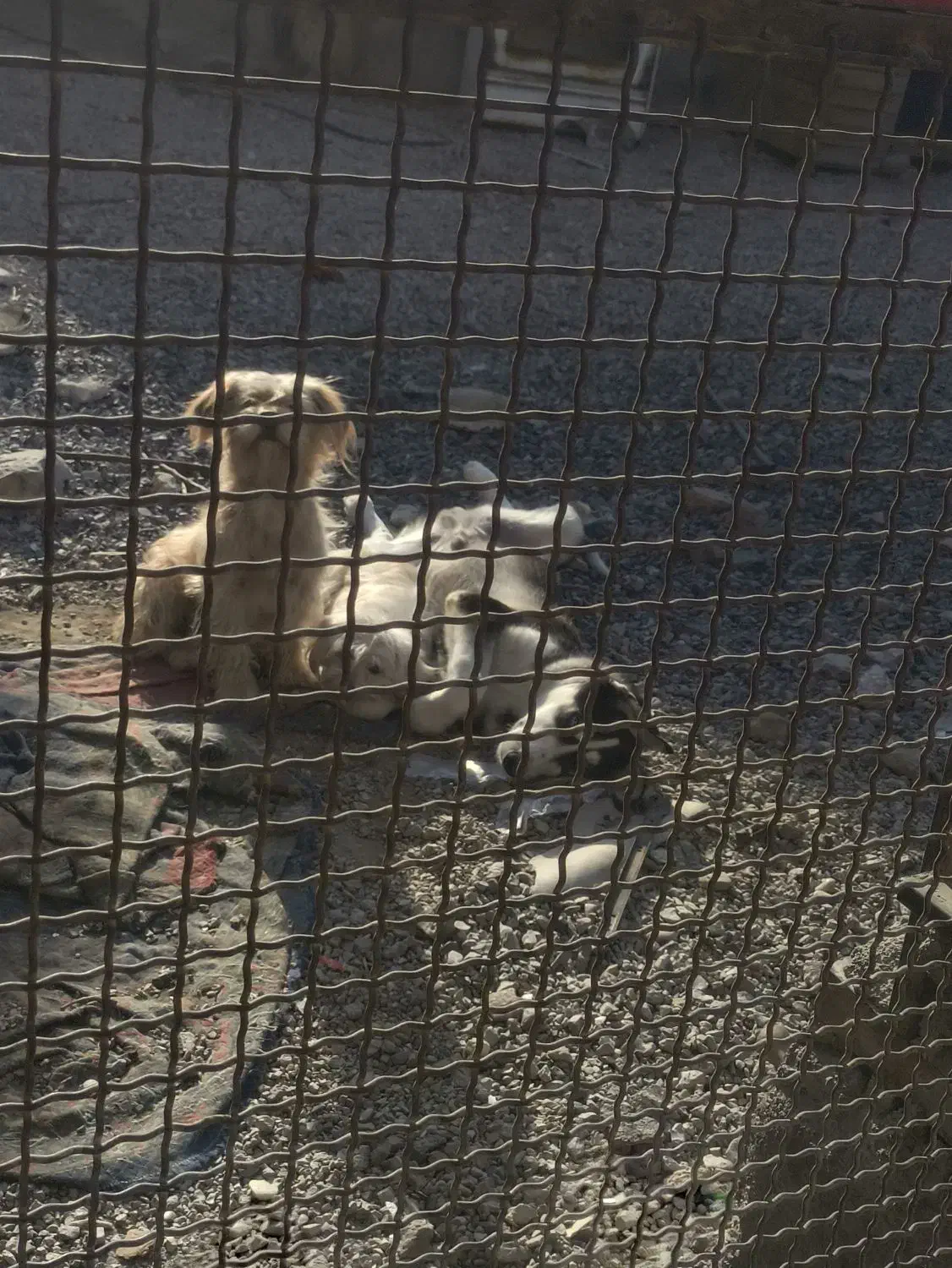 یک جفت سگ شیتزو|سگ|فیروزآباد (فارس), |دیوار