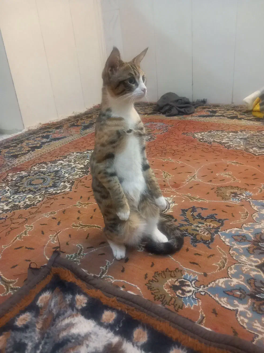 واگذارری رایگان|گربه|اسفراین, |دیوار