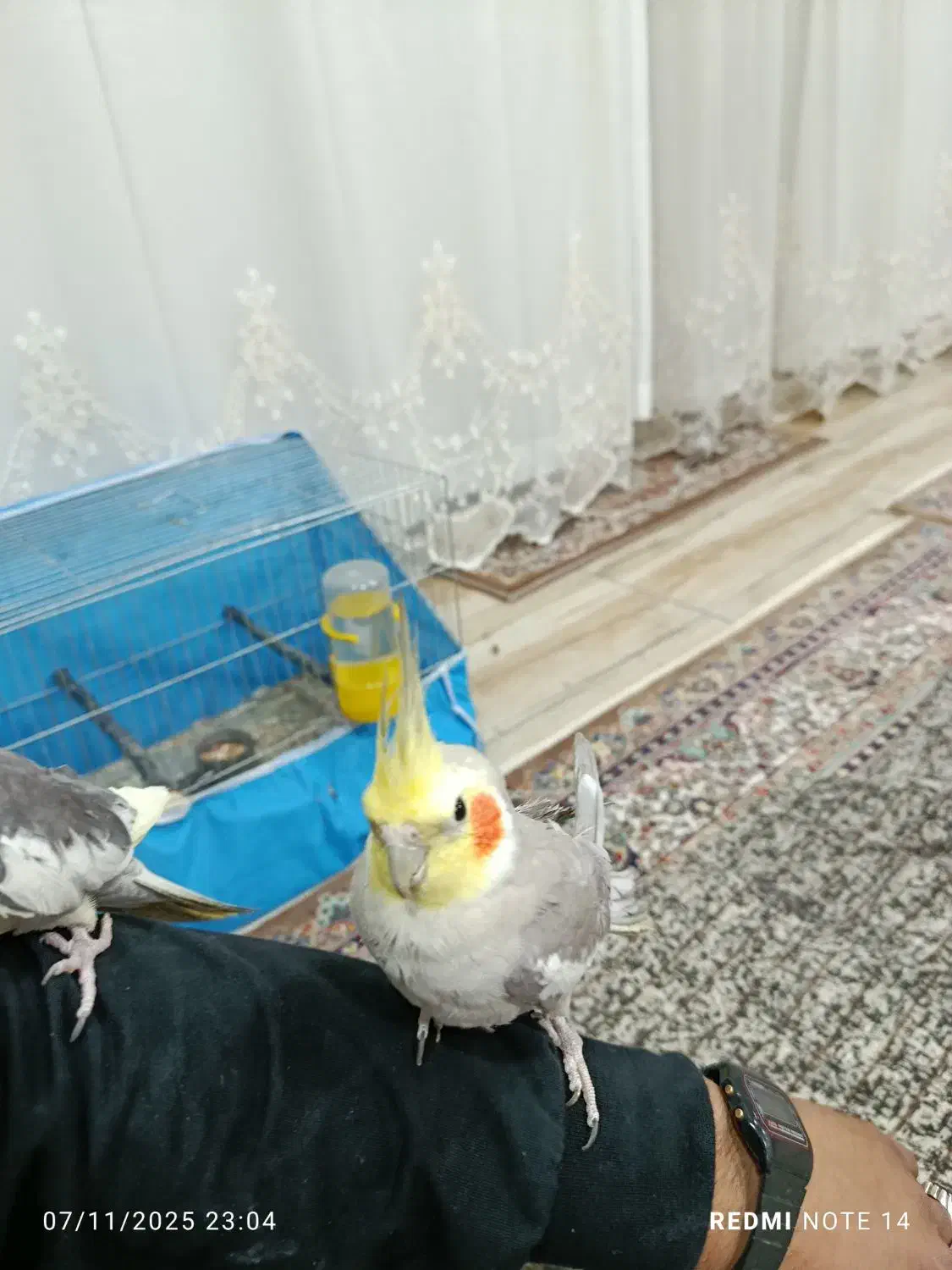 عروس هلندی|پرنده|نقده, |دیوار