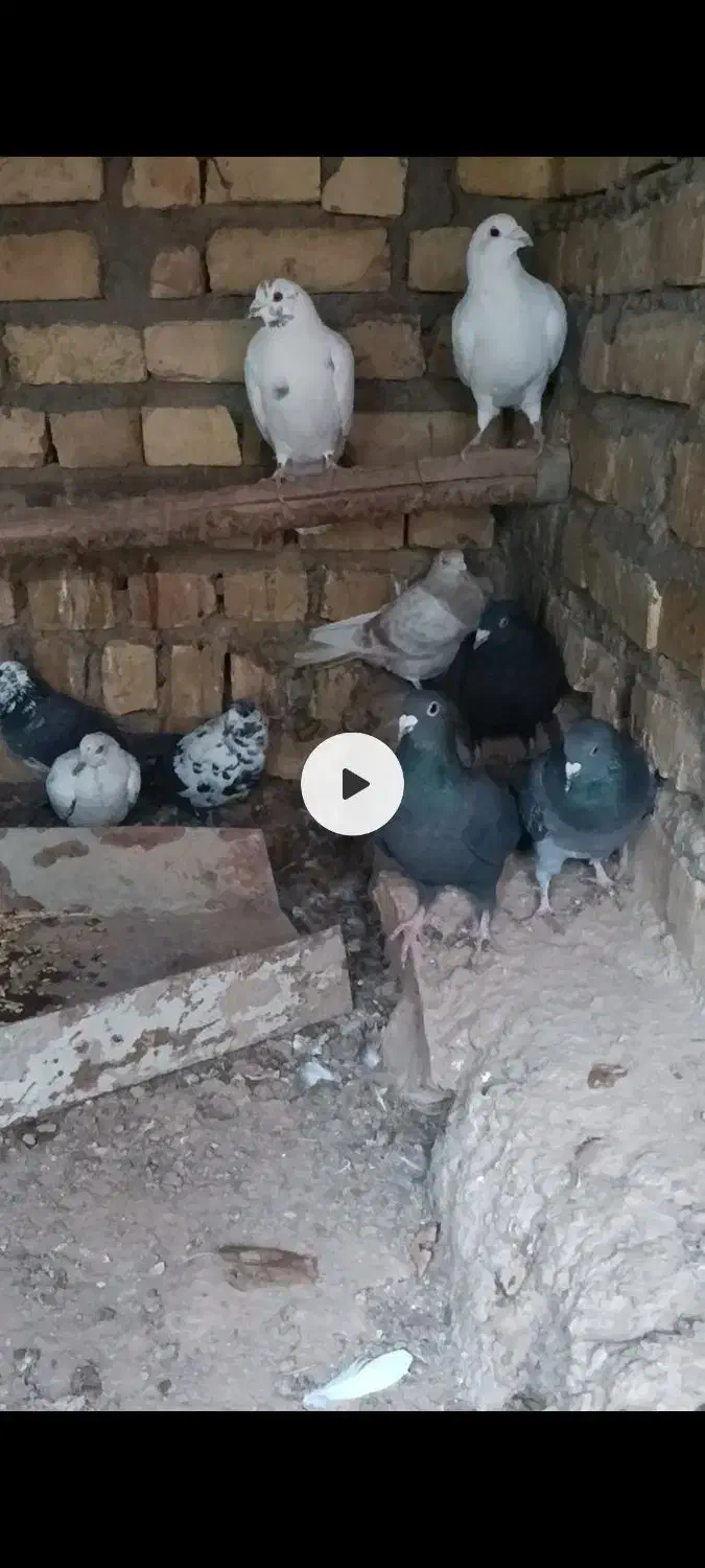 کبوتر|پرنده|بزینه رود, |دیوار