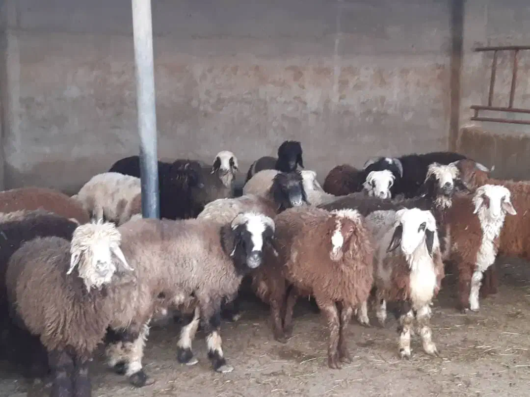 امیدیه|حیوانات مزرعه|امیدیه, |دیوار