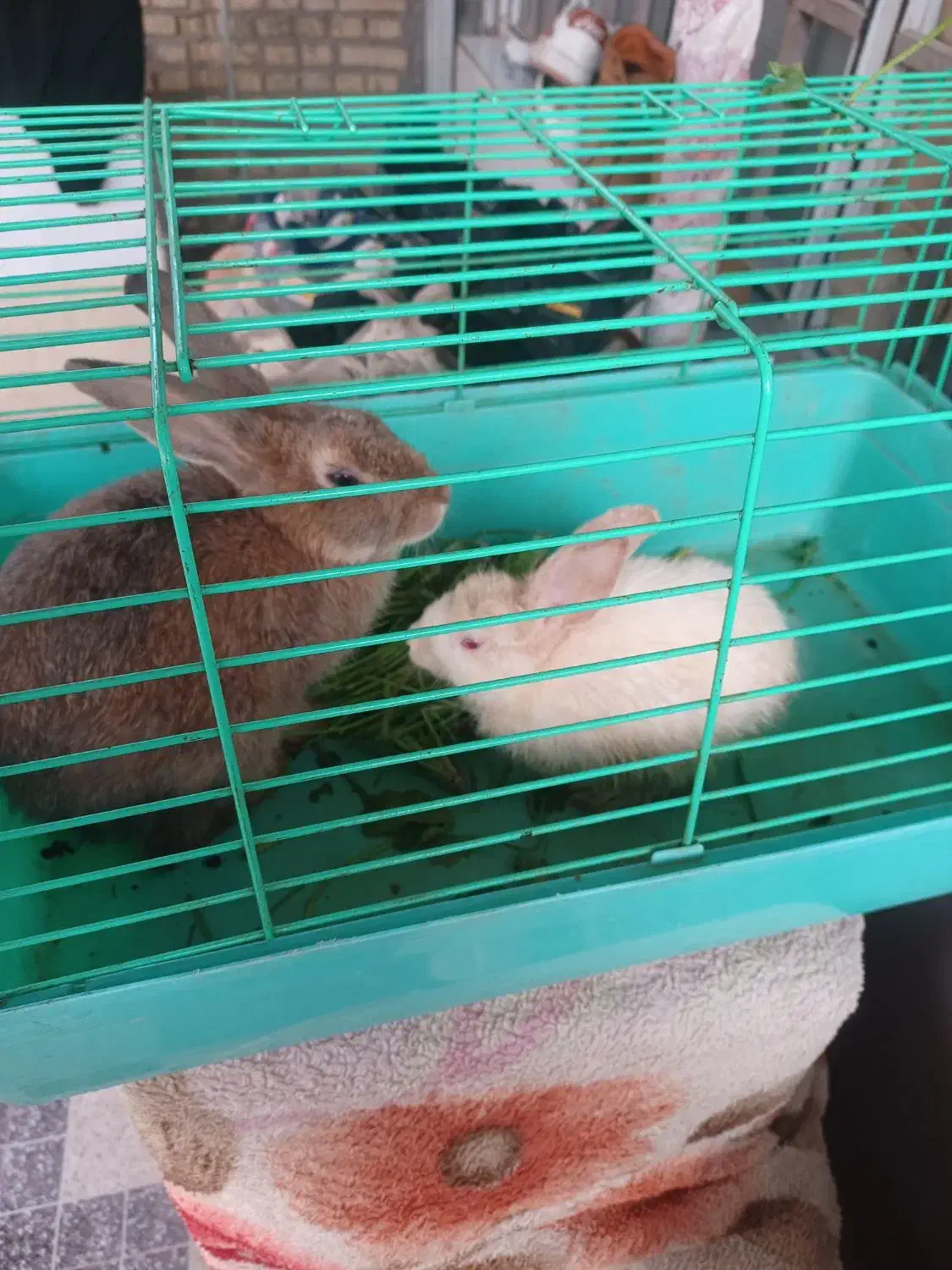 خرگوش|موش و خرگوش|دزفول, |دیوار