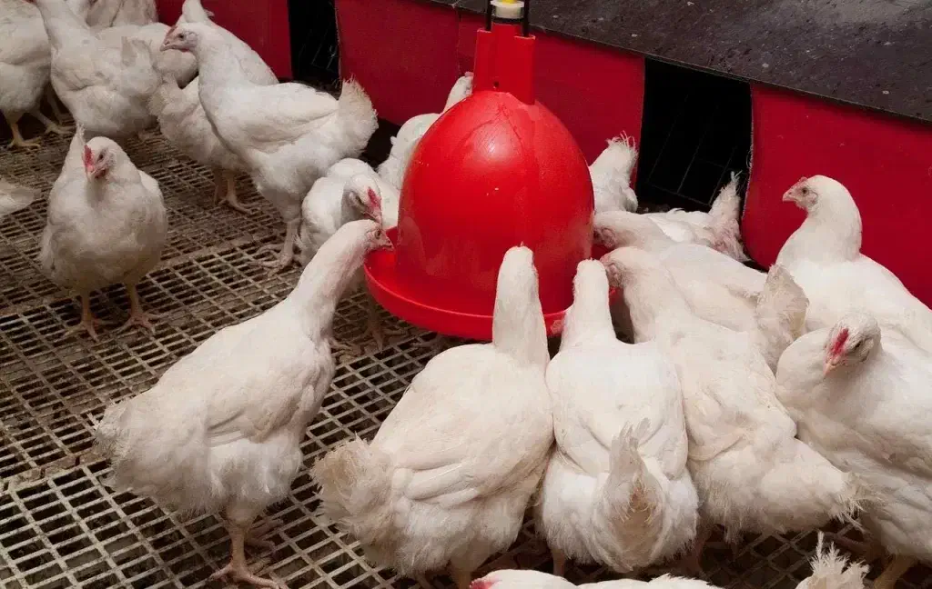 نیرو برای  مرغداری در آمل فقط خانواده مجرد نه|استخدام صنعتی، فنی، مهندسی|گنبد کاووس, |دیوار