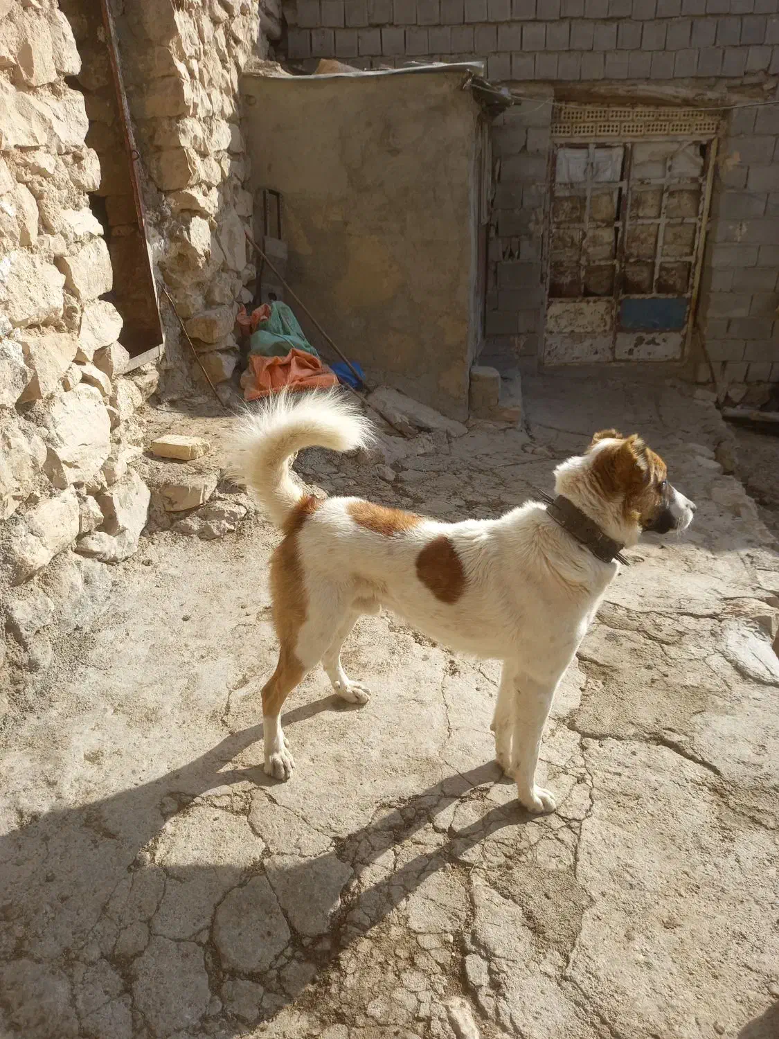 ۷تومان|سگ|بجنورد, |دیوار