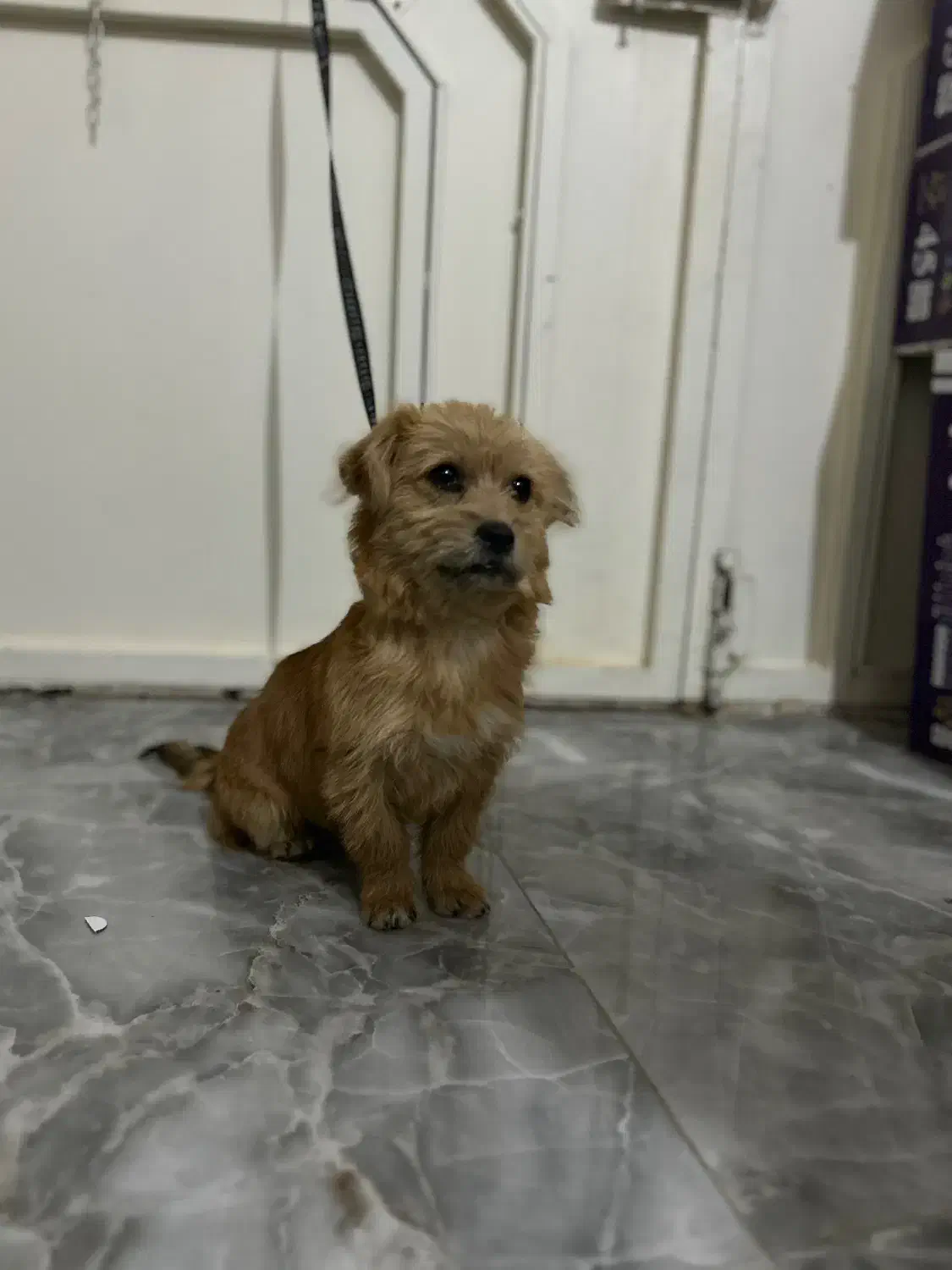 سگ پا کوتاه|سگ|اهر, |دیوار