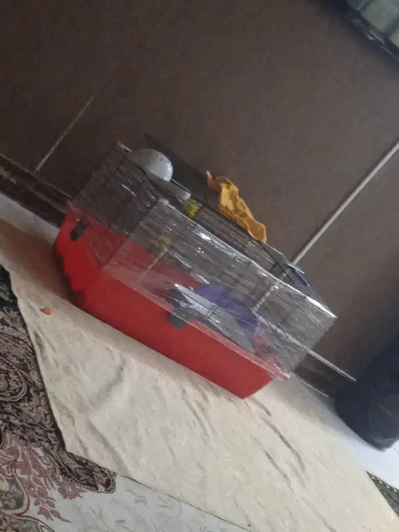 واگذاری خرگوش|موش و خرگوش|هشتگرد, فاز ۲ مهستان|دیوار