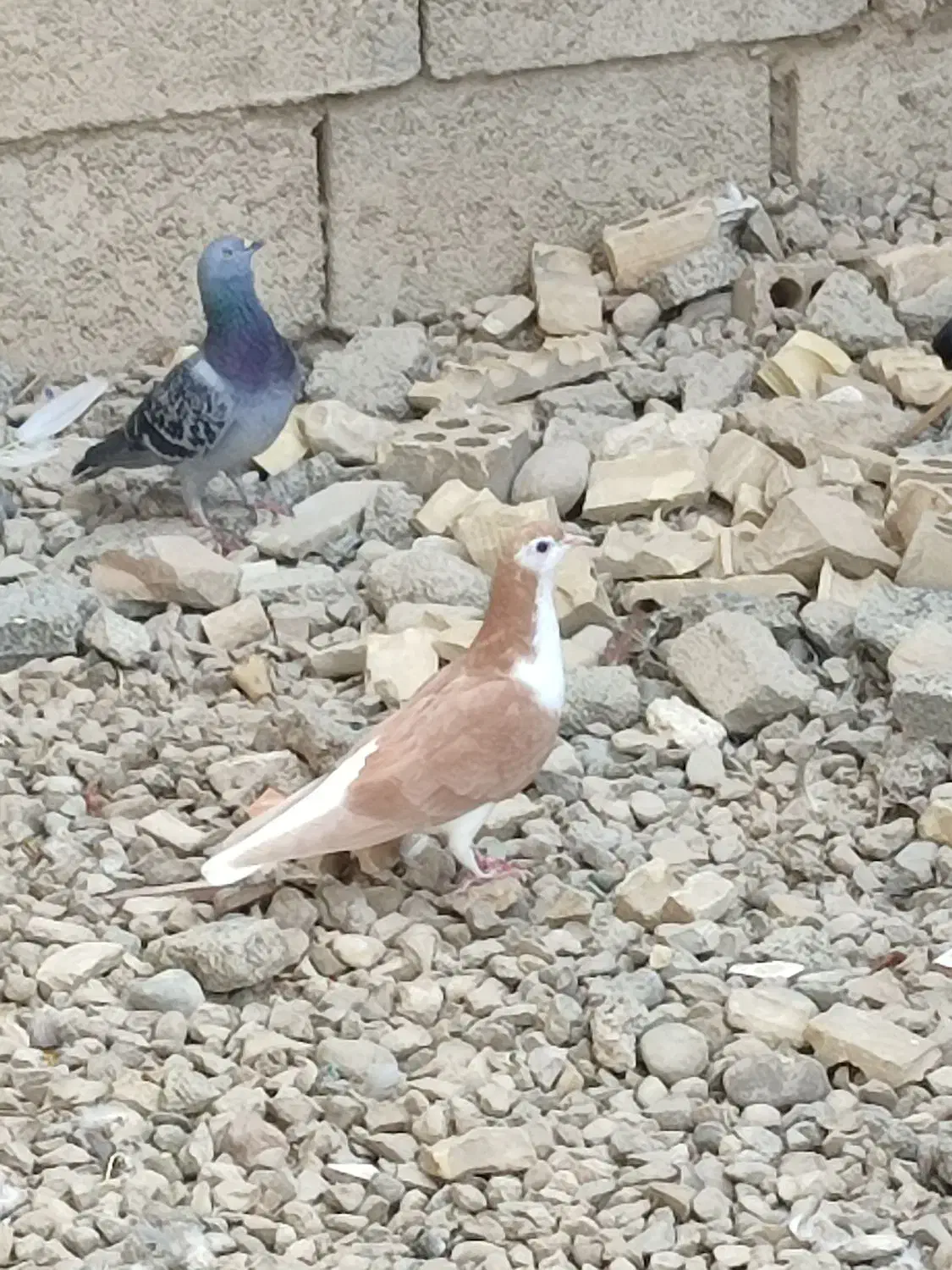 کبوتر|پرنده|بهبهان, |دیوار