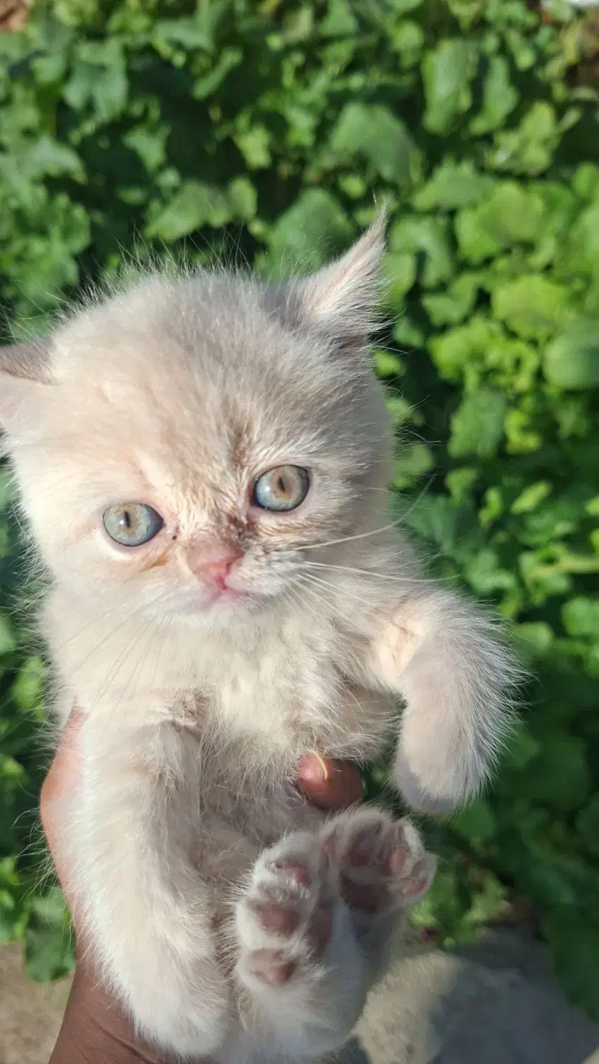 گربه پرشین|گربه|محمدشهر, زیبادشت|دیوار