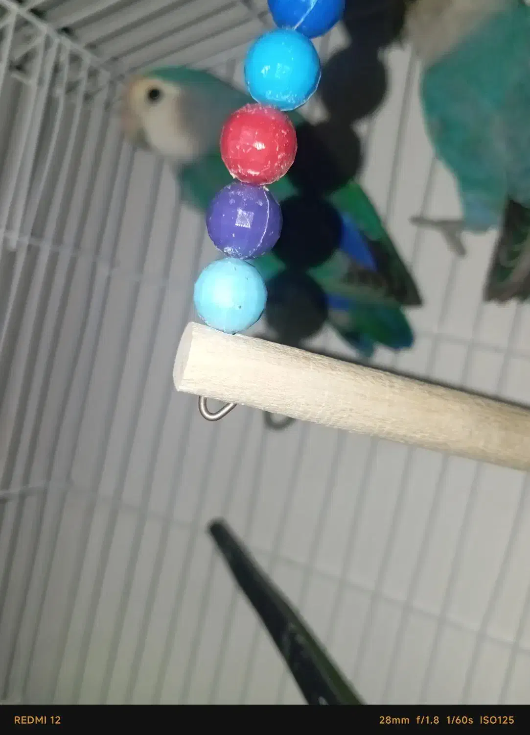 کتوله|پرنده|سراوان, |دیوار