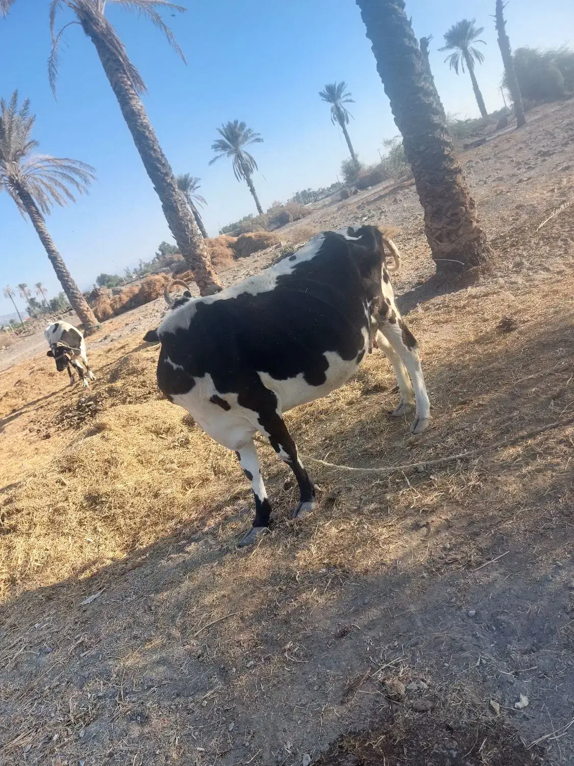 فروش فوری|حیوانات مزرعه|توکهور, |دیوار