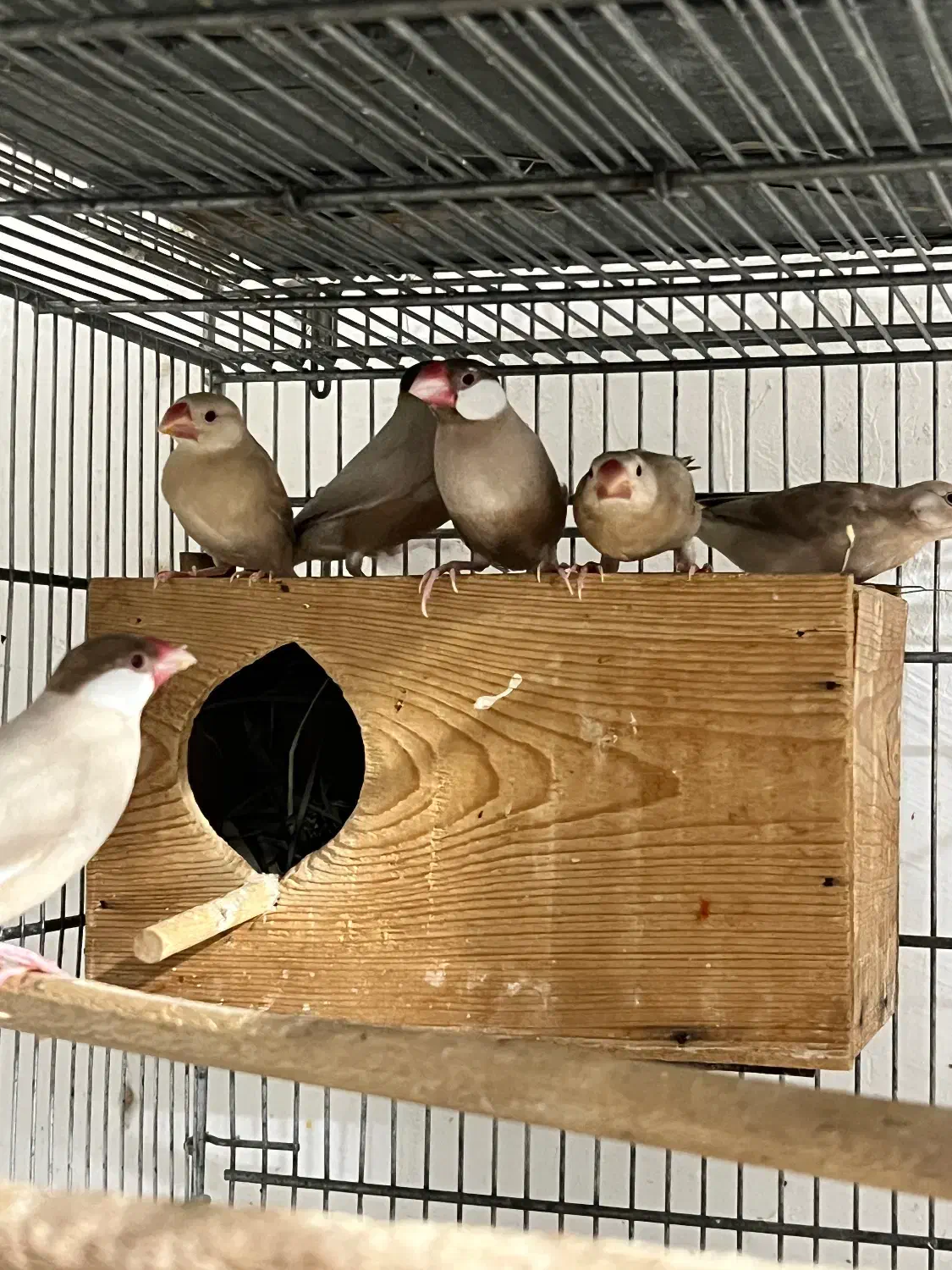 راهب گرینچیک عروس هلندی فنچ شکلاتی|پرنده|بندر کنگان, |دیوار