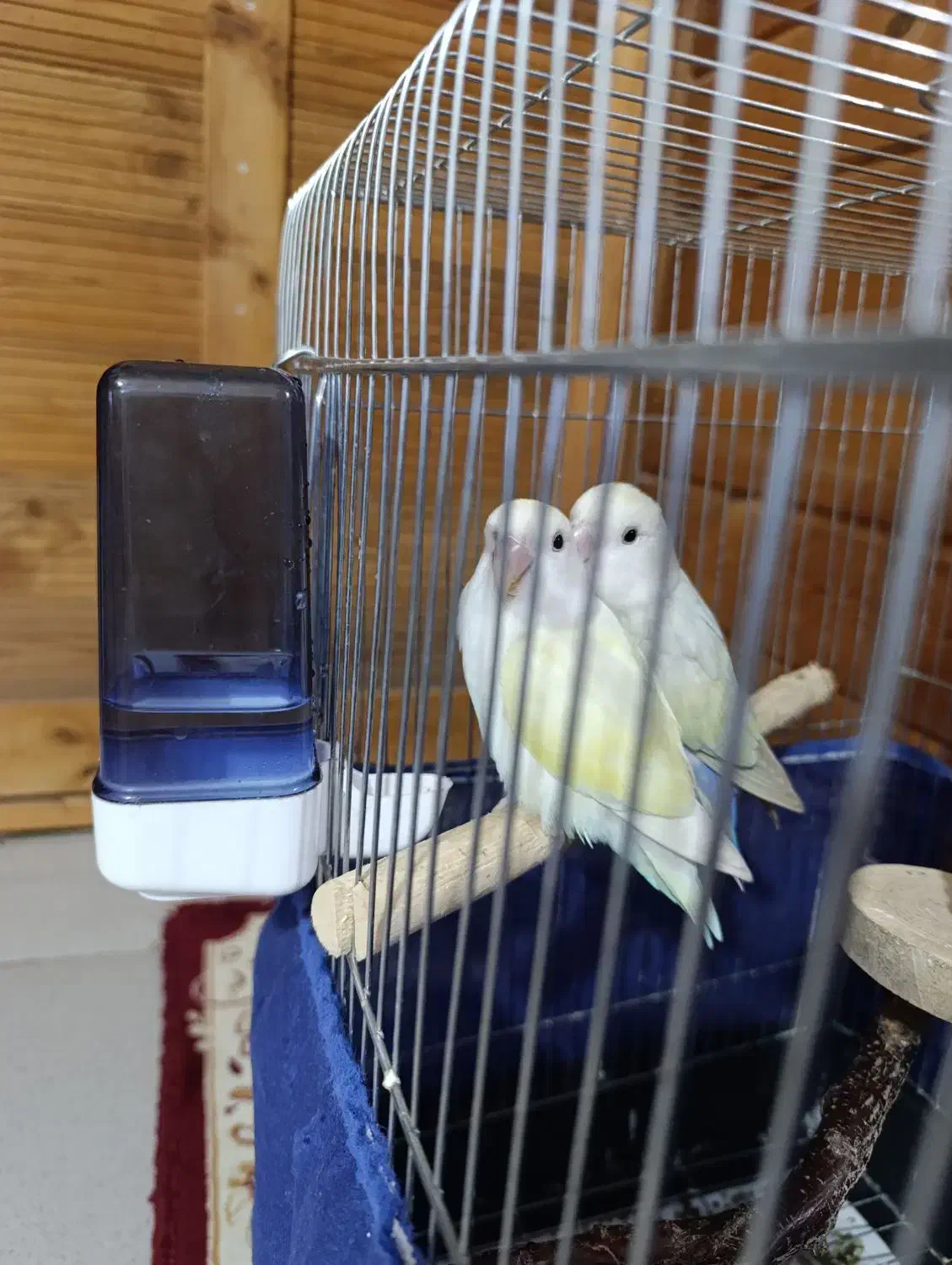 فروش پرندە|پرنده|سنندج, |دیوار