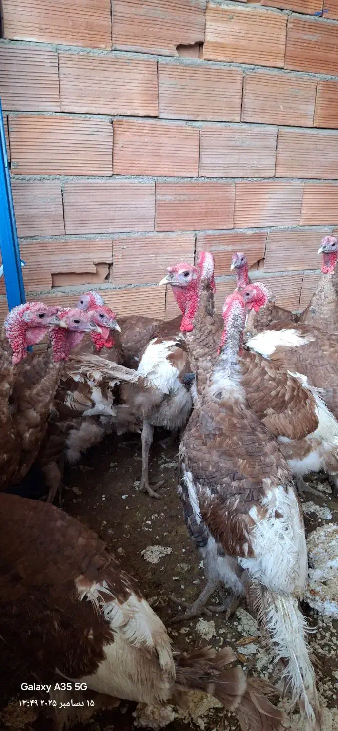 بوقلمون خومالی|حیوانات مزرعه|مریوان, |دیوار