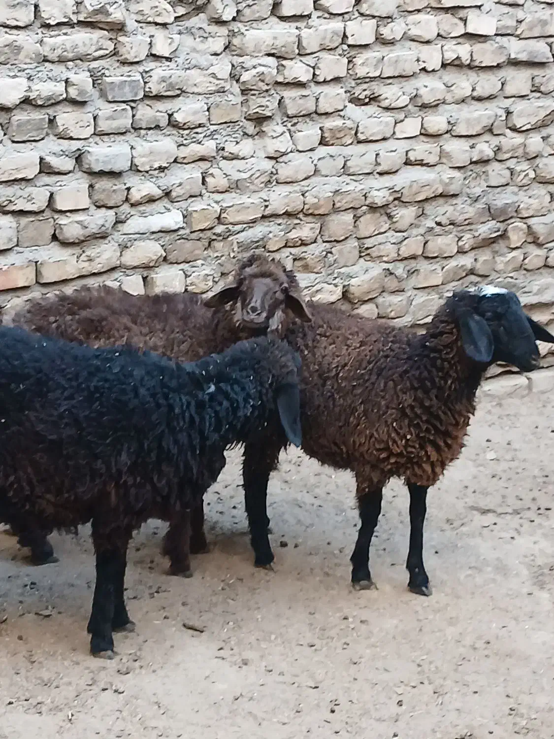 3 عدد بره ماده کردی قلم دار مقبول|حیوانات مزرعه|مشهد, قائم|دیوار