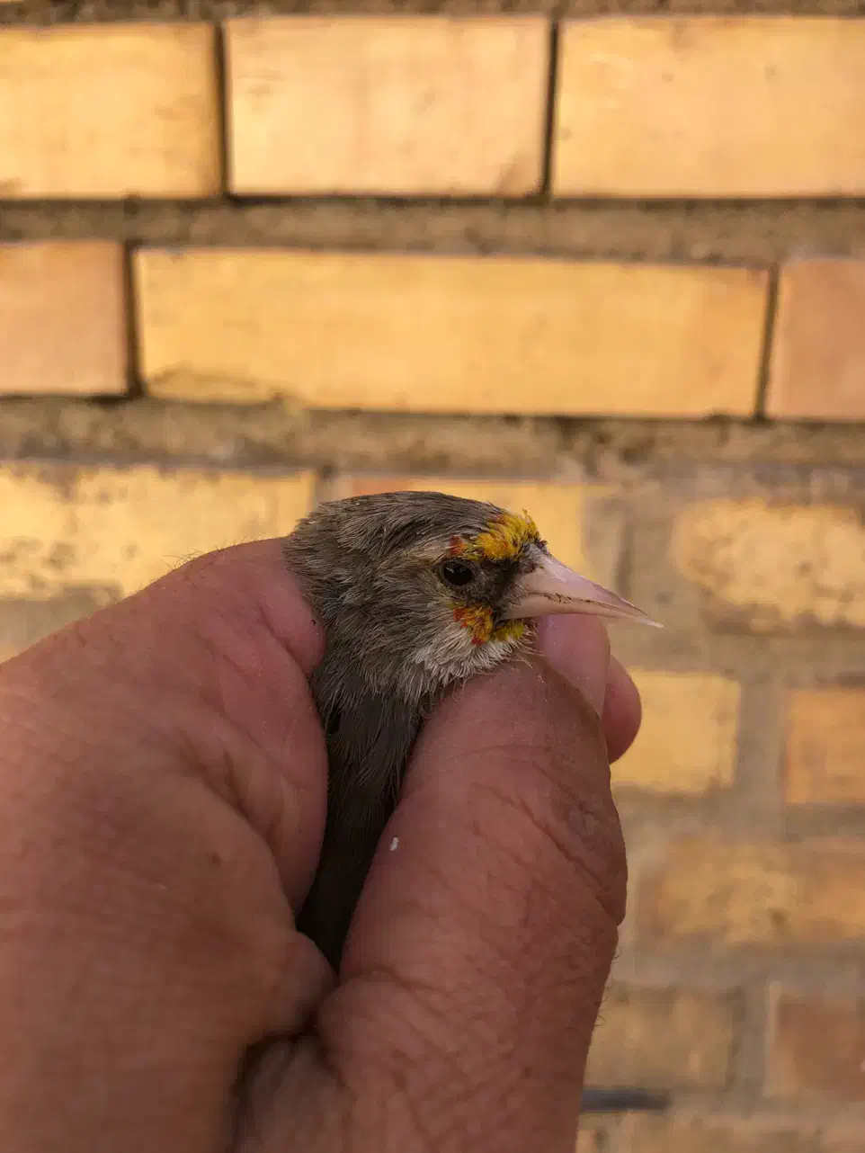 سهره ماده|پرنده|کرمان, |دیوار