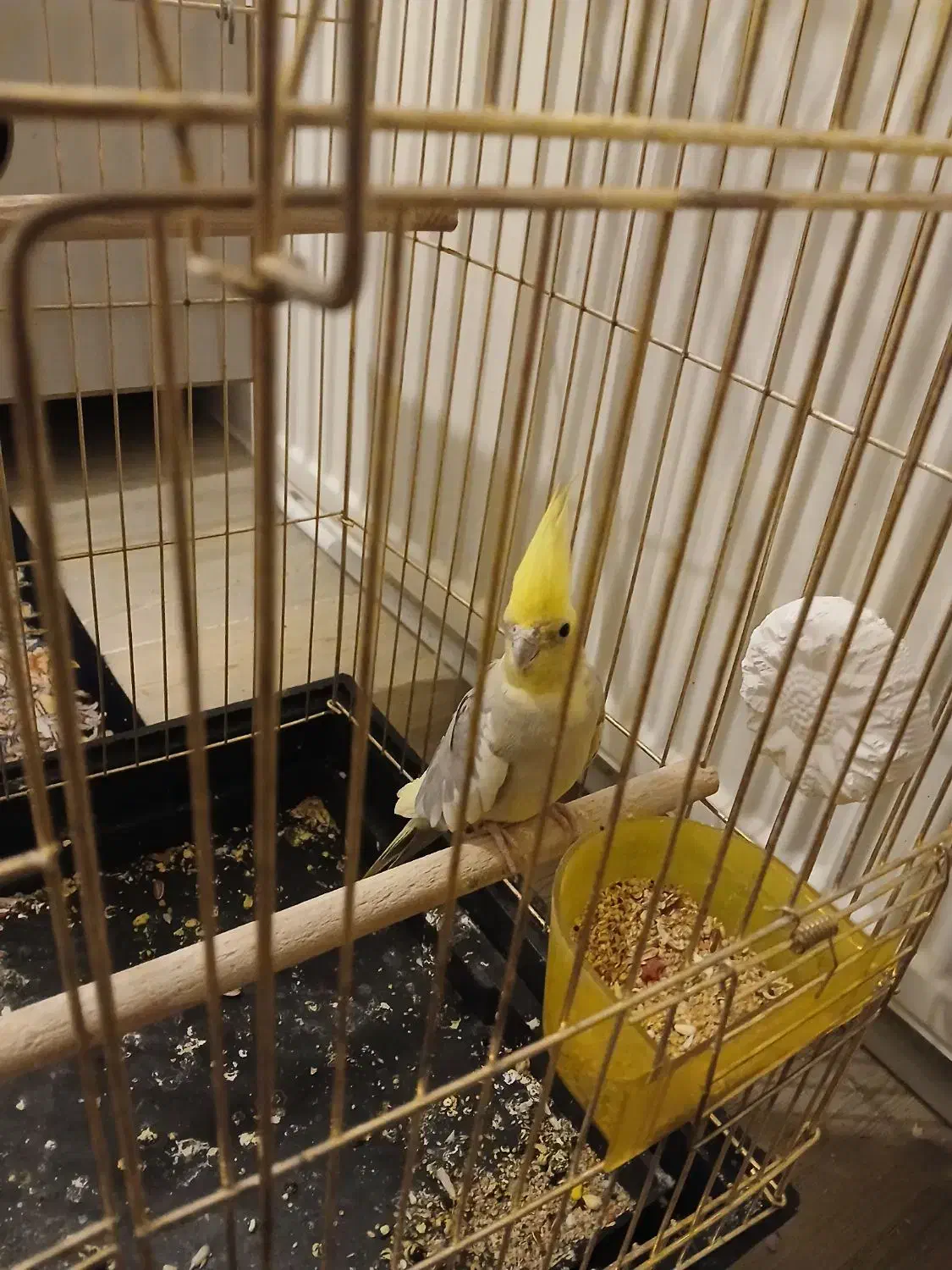 عروس طوطی|پرنده|تبریز, |دیوار