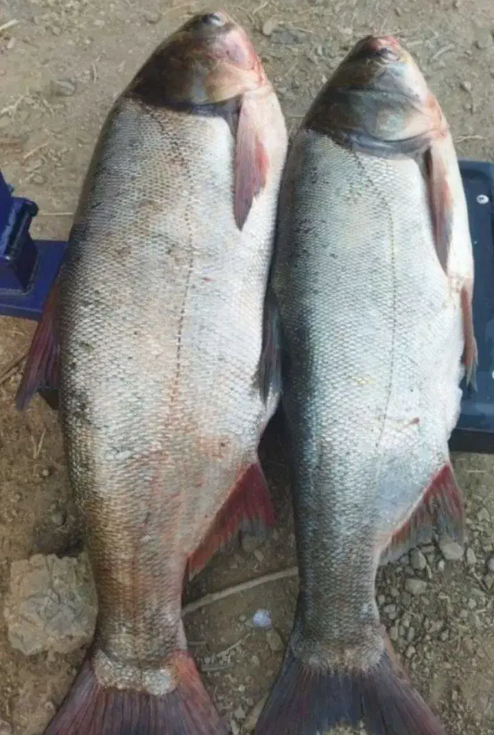 فروش ماهی|ماهی|گرگان, |دیوار