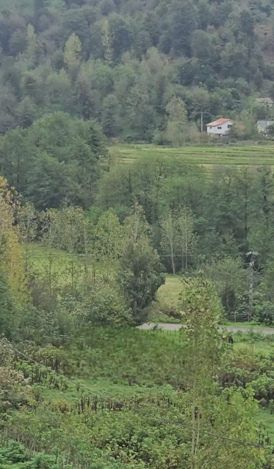 زمین جنگلی کوهستانی لاهیجان با ویو بینظیر|فروش زمین و ملک کلنگی|لاهیجان, بوجایه|دیوار