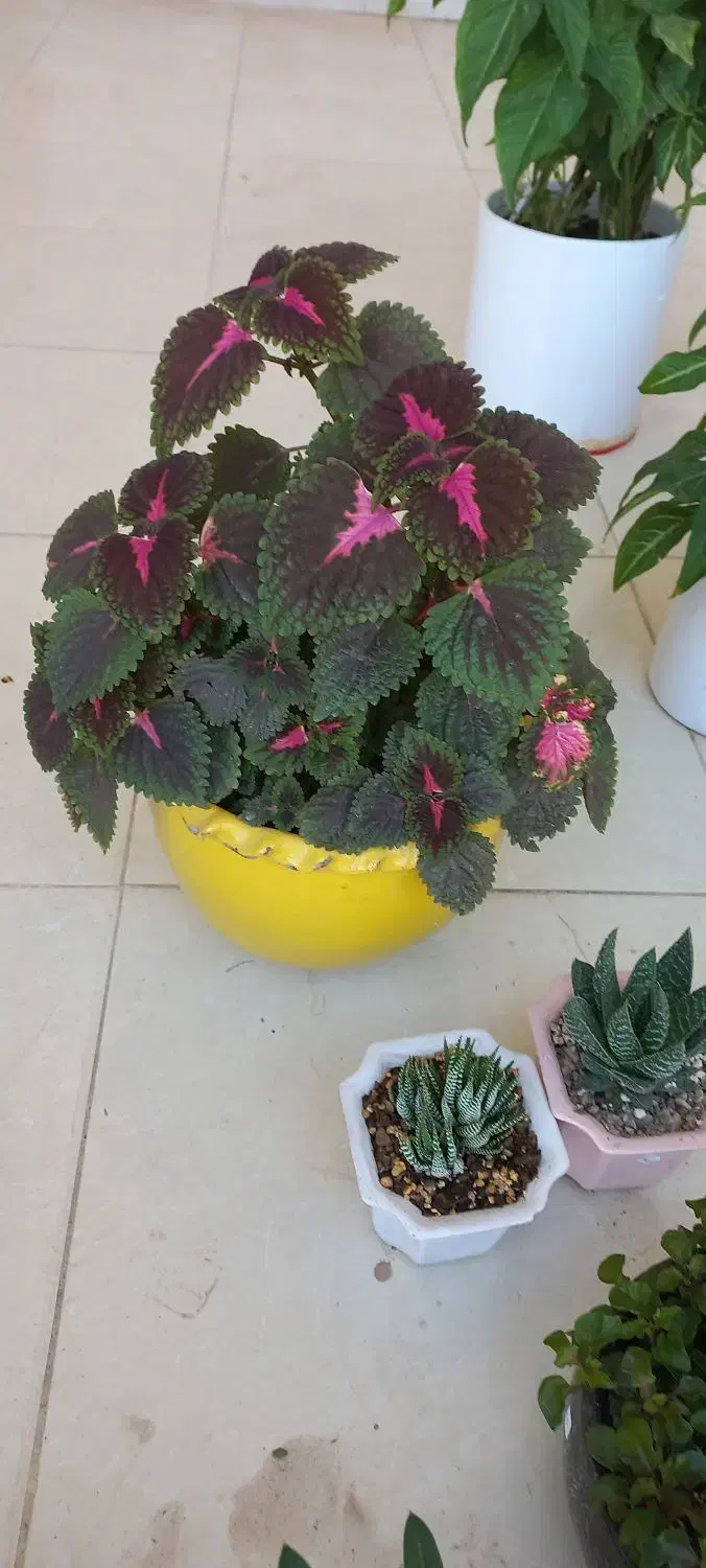 حسن یوسف زیبا|گل و گیاه طبیعی|فولادشهر, C3|دیوار