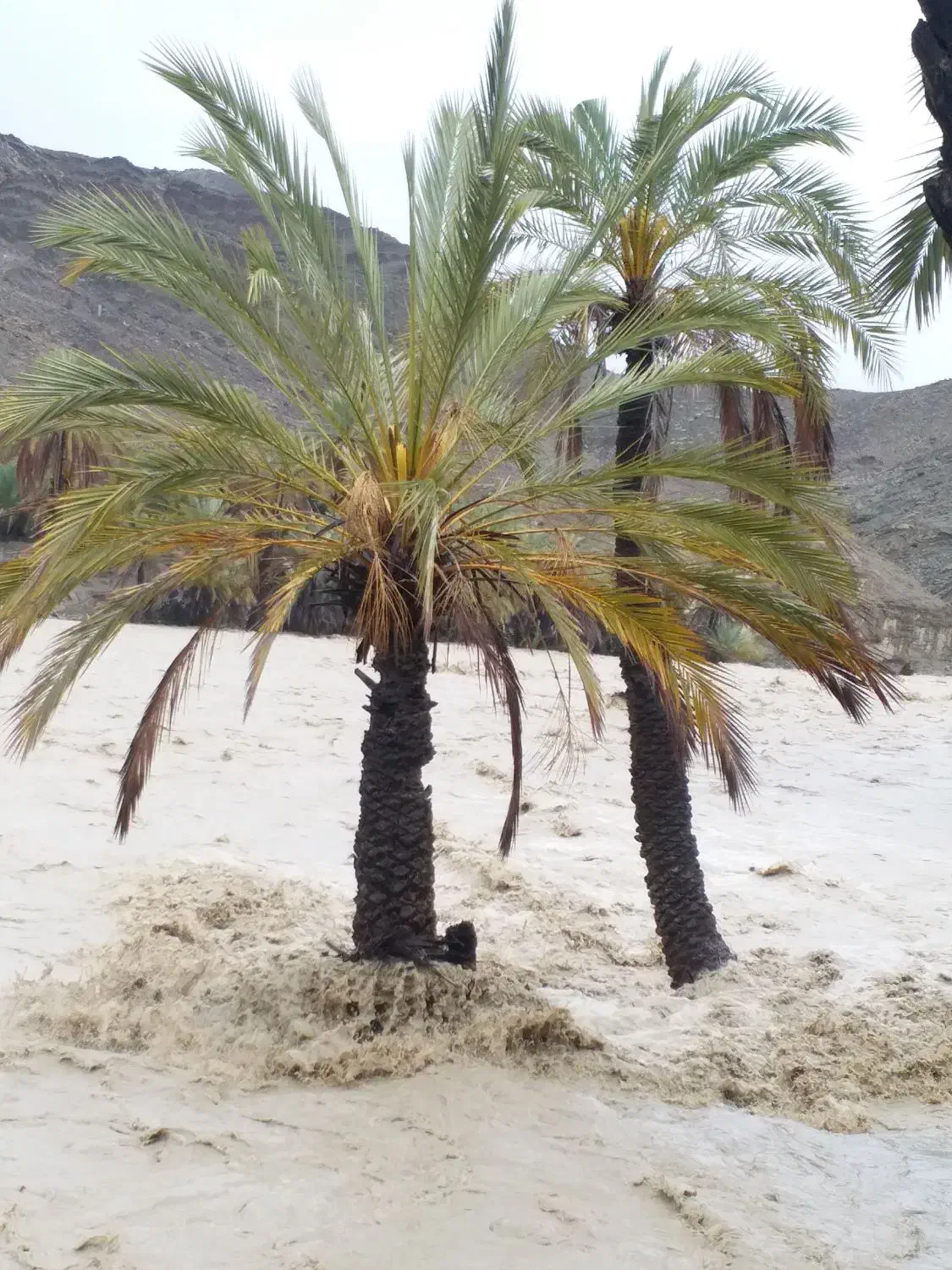 ماشین دربست تور قشم یک روز در اختیار|خودرو اجاره‌ای|قشم, |دیوار