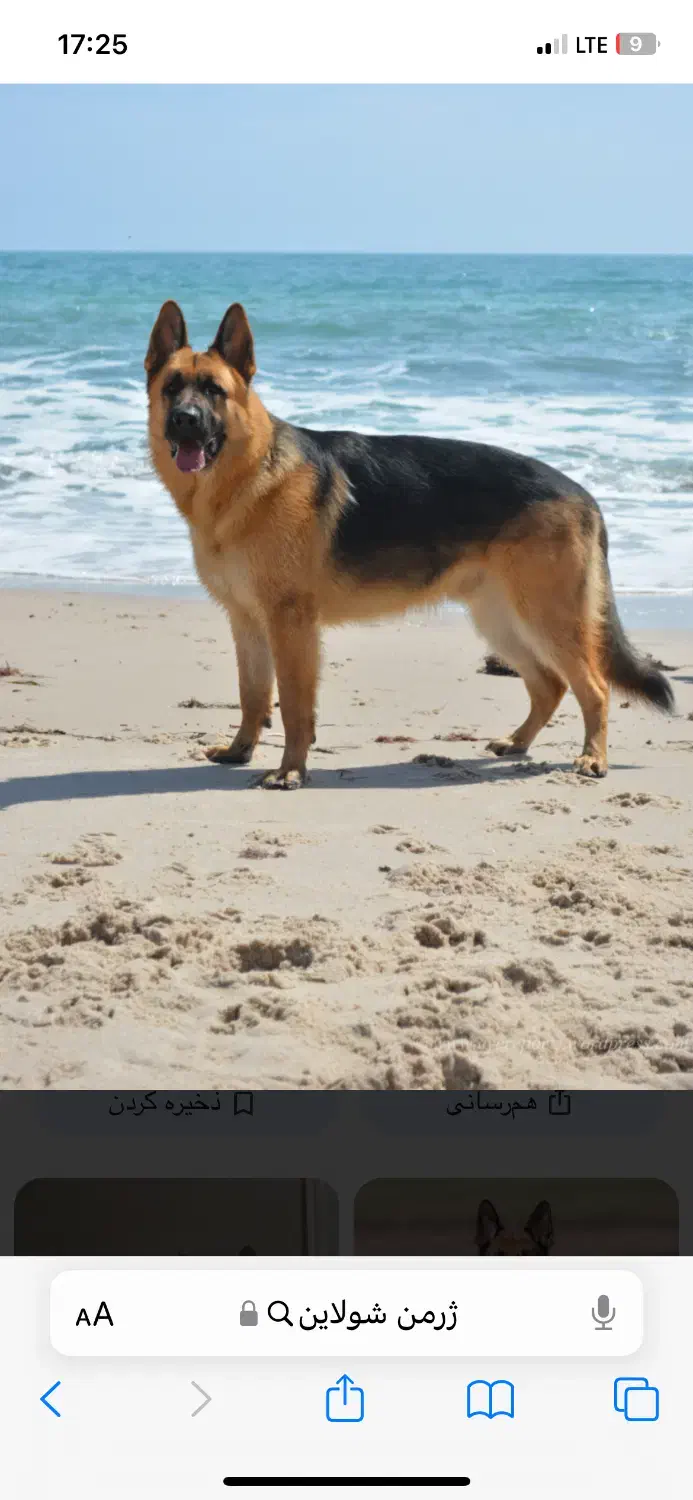 پیداشده ژرمن|سگ|تربت‌حیدریه, کلاته توکلی|دیوار