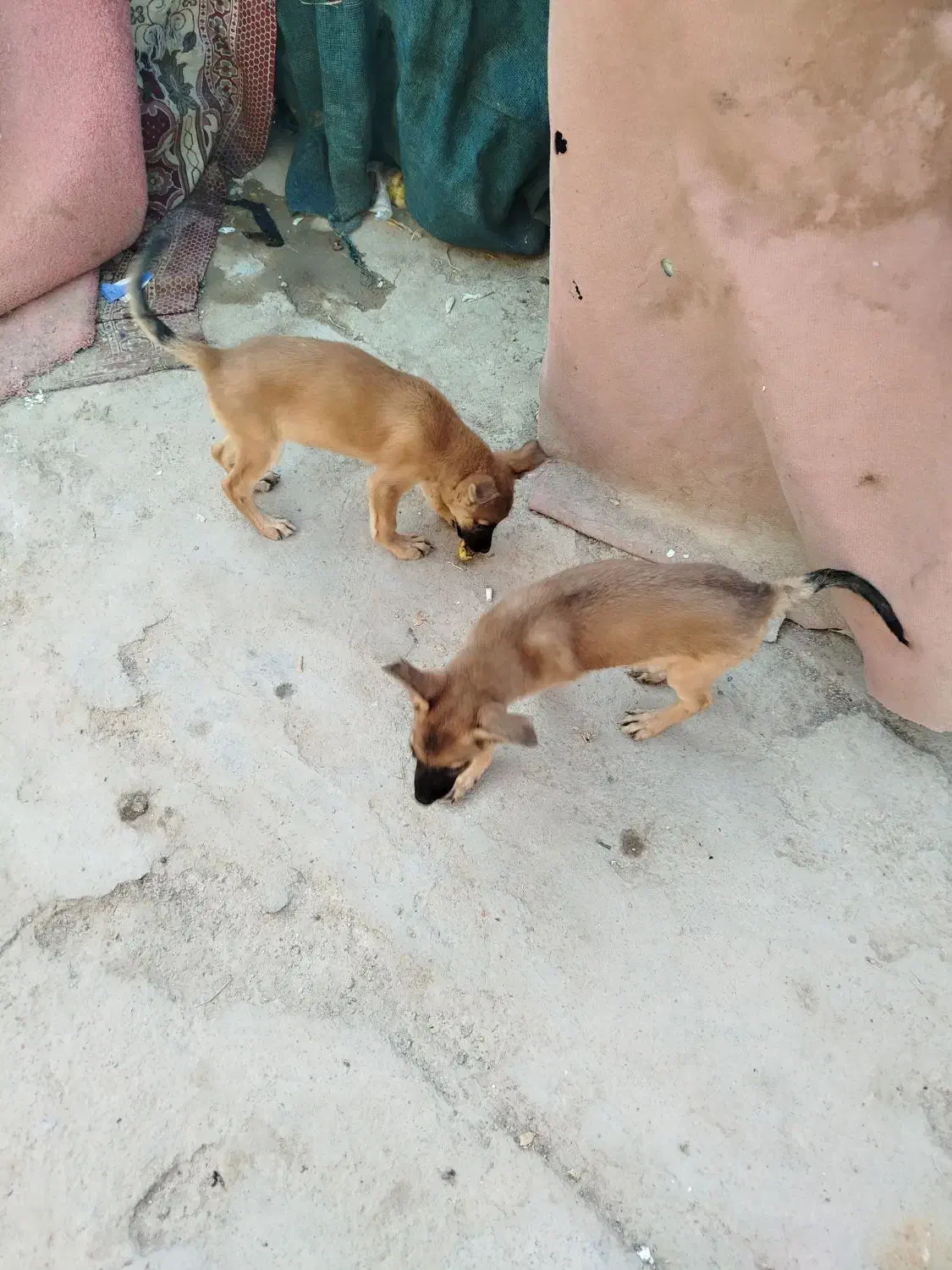 1 جفت توله ژرمن شپرد 3ماهه|سگ|هندیجان, |دیوار