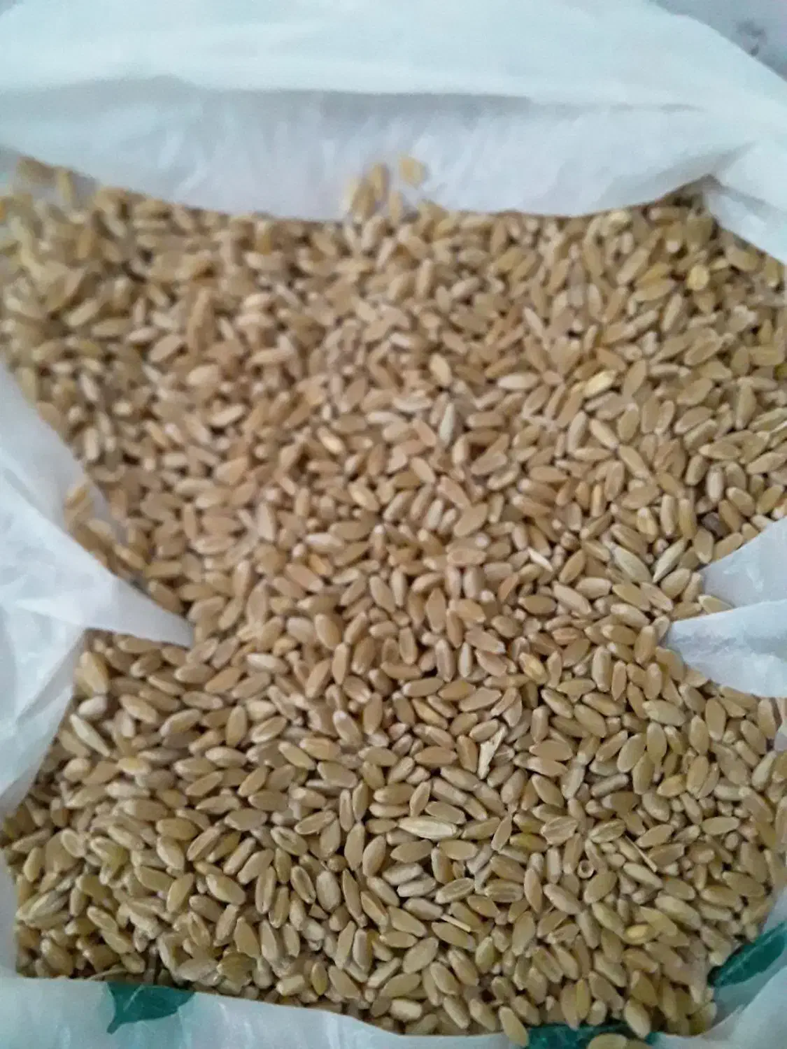 گندم|لوازم جانبی حیوانات|ایذه, |دیوار