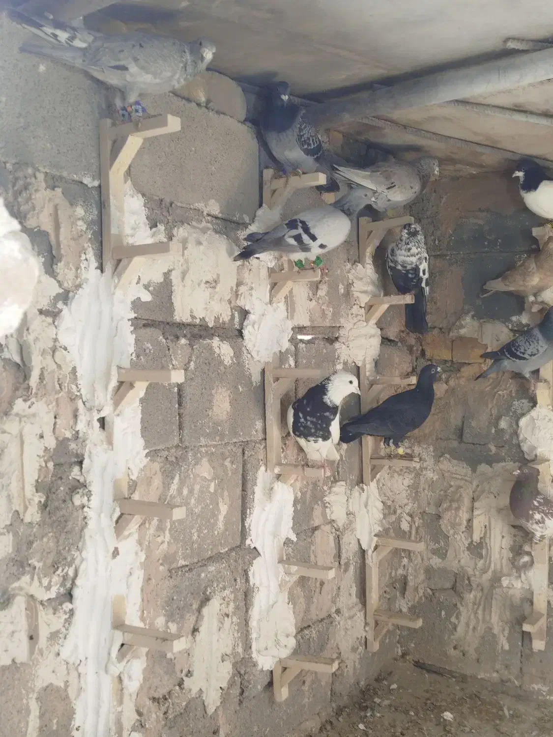 کبوتر|پرنده|همایجان, |دیوار