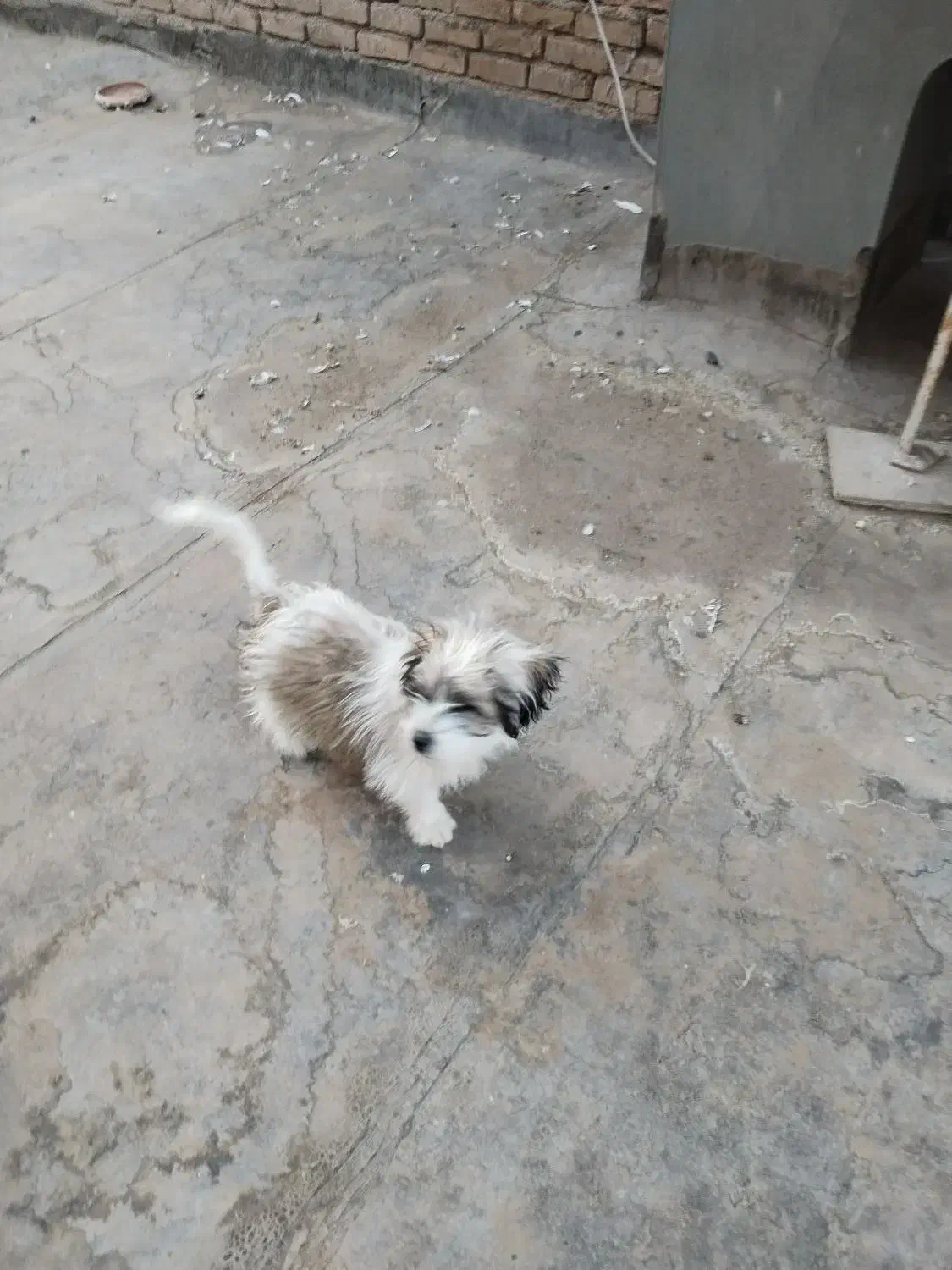 سگ شیتزو|سگ|سبزوار, هویزه|دیوار