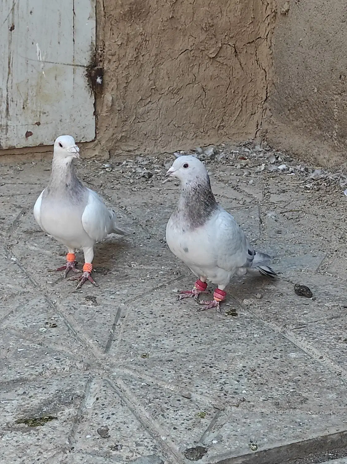 جفتگاهی سالم|پرنده|نیشابور, خیام|دیوار