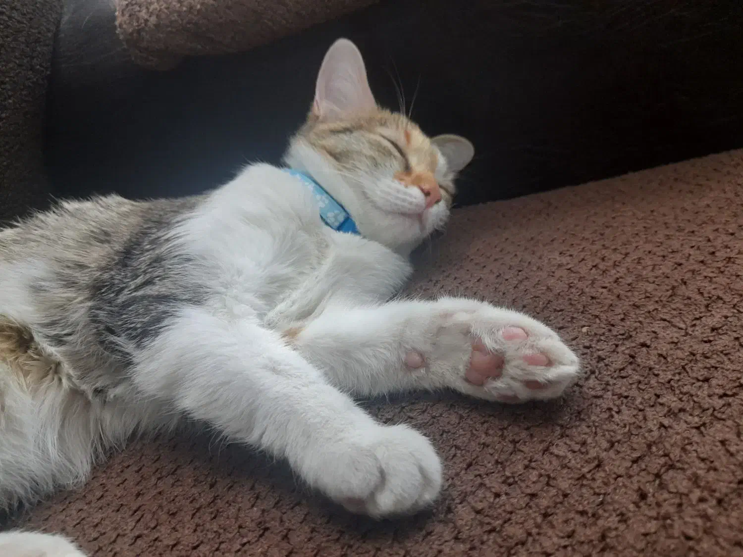 واگذاری گربه ماده واکسیناسیون شده|گربه|خمینی‌شهر, |دیوار