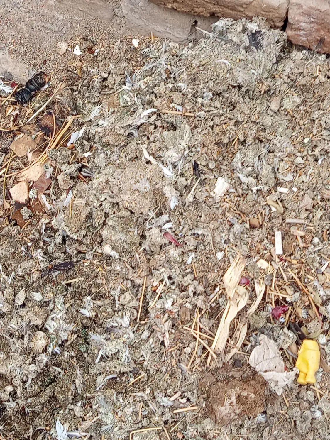 فروش فوری کود کفتر خشک|عمدهفروشی|محمدیه-قزوین, |دیوار