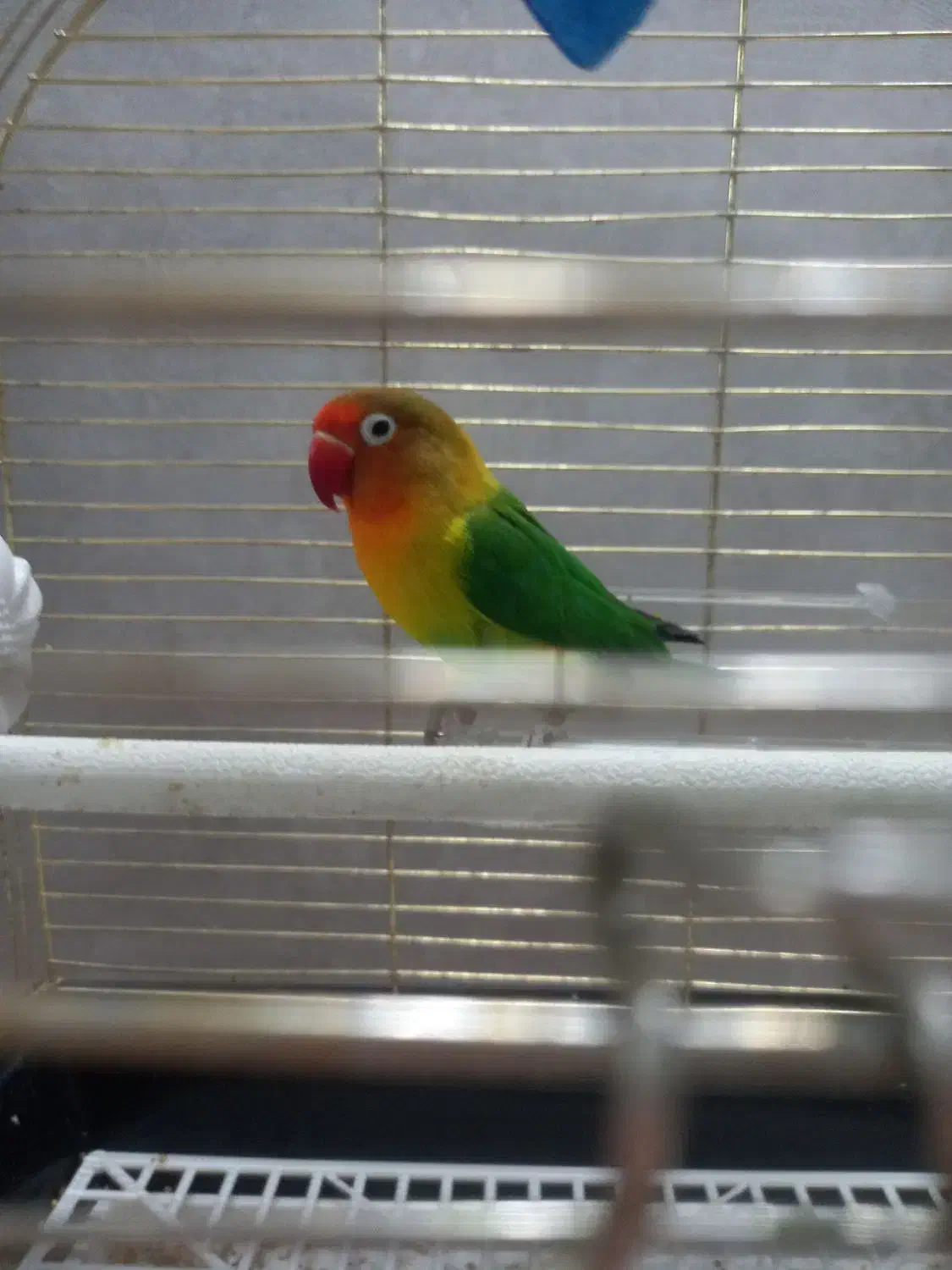 برزیلی فیشر|پرنده|زنجان, |دیوار