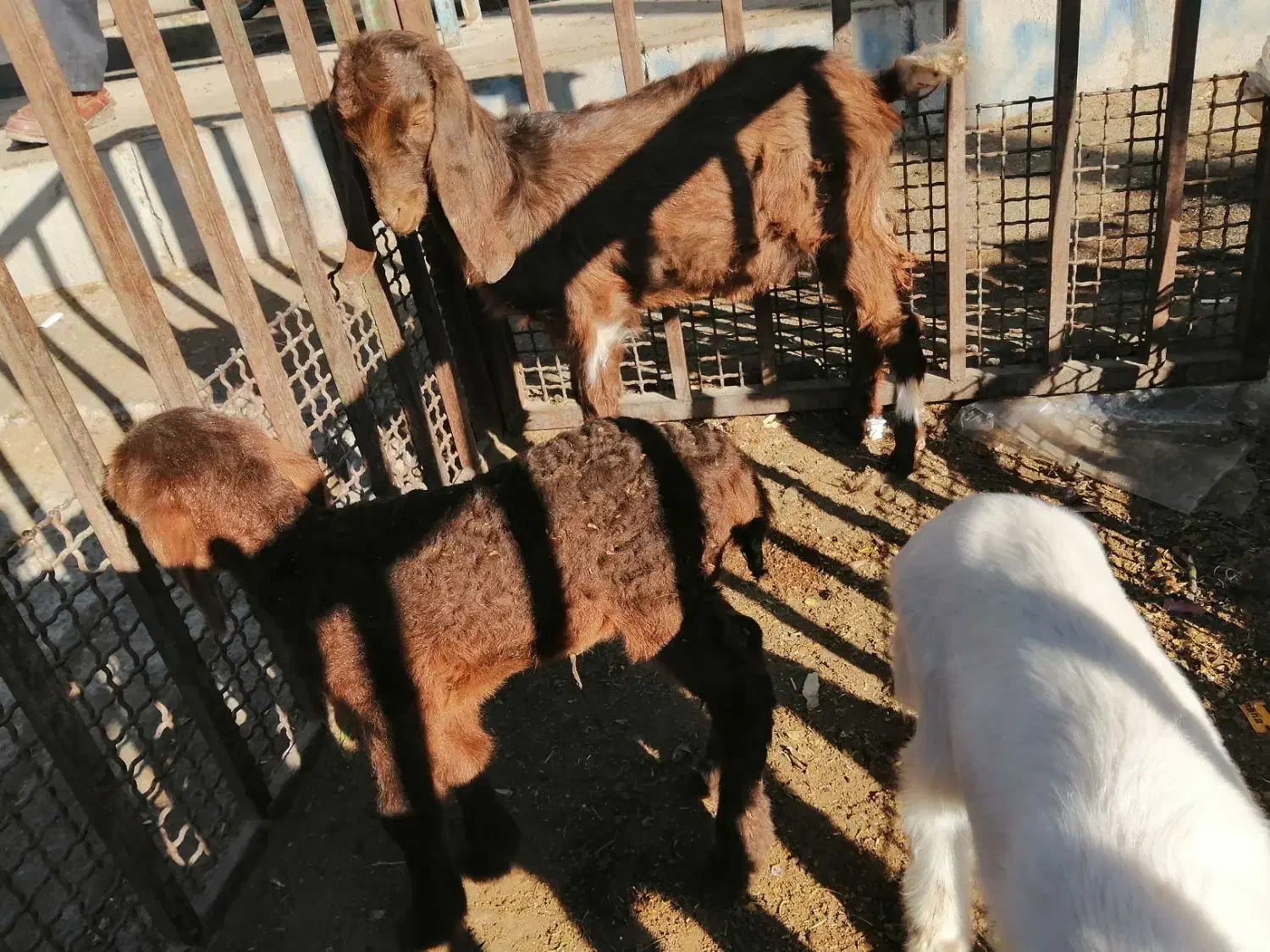 حیوانات مزرعه|حیوانات مزرعه|سبزوار, خسروجرد|دیوار