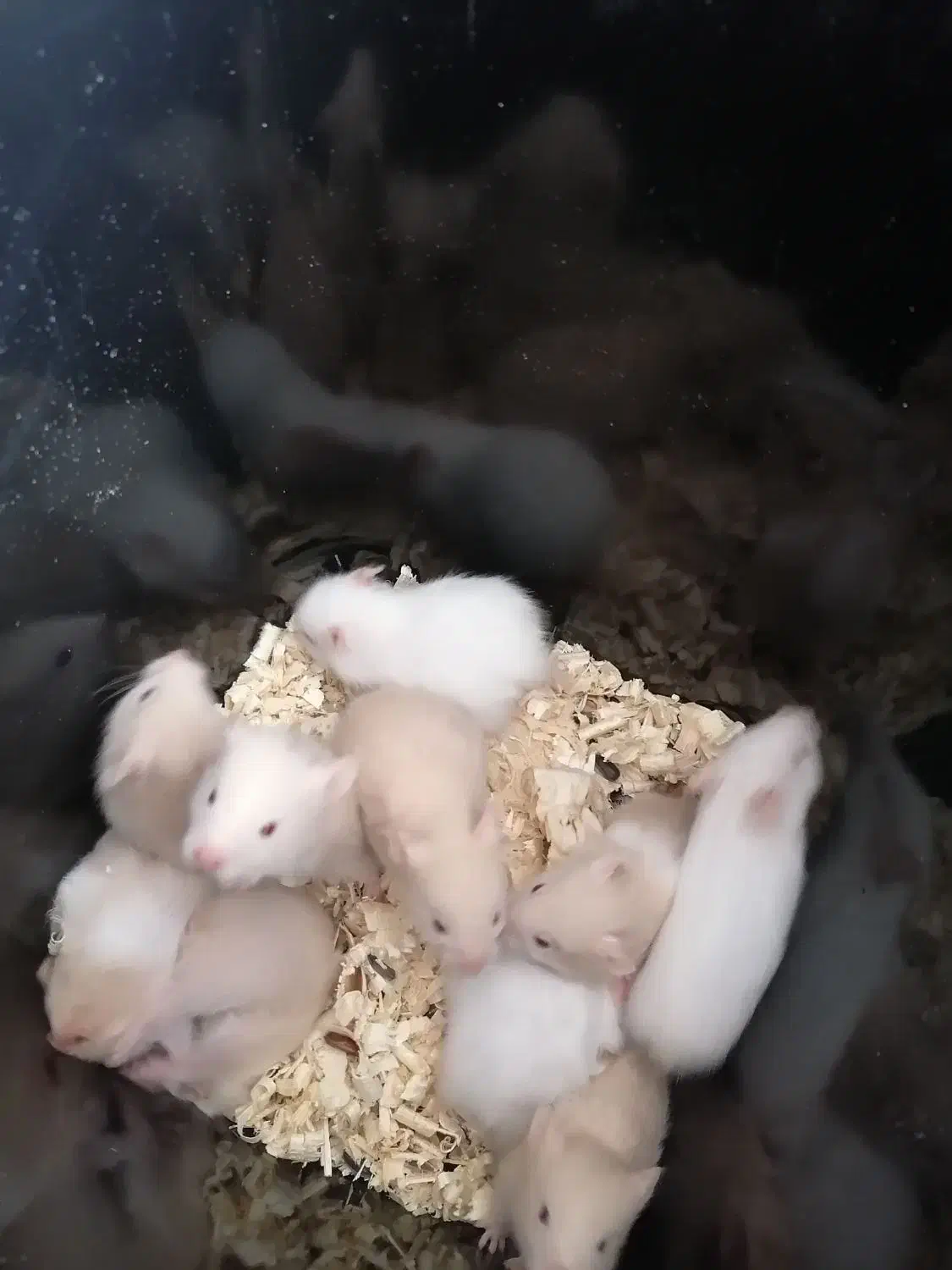 همستر های خوشکل|موش و خرگوش|شیراز, جمال آباد|دیوار