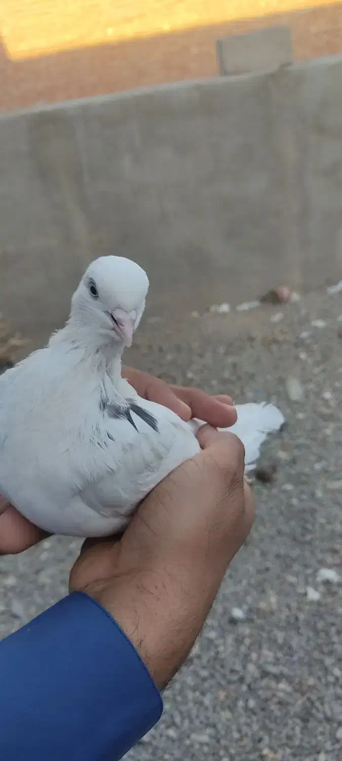 پرنده|پرنده|خاش, |دیوار