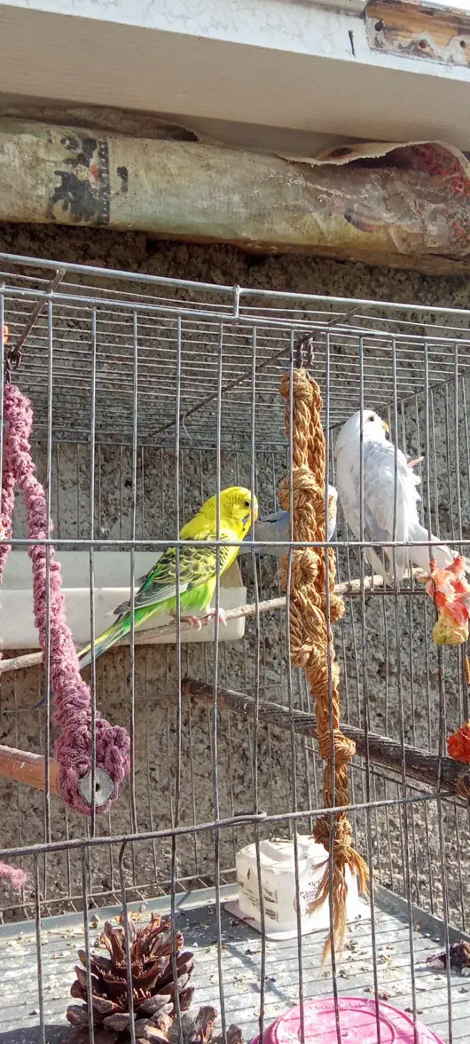 طوطی برزیلی ومرغ عشق|پرنده|تهران, سردارجنگل|دیوار