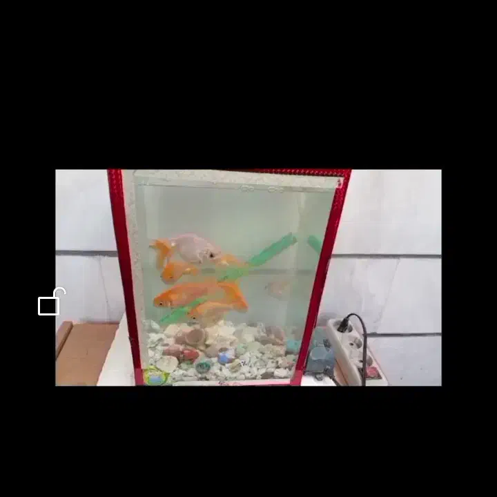 ماهی اکواریومی قرمز و درشت 3ساله غذاخور توافقی|ماهی|بروجرد, |دیوار