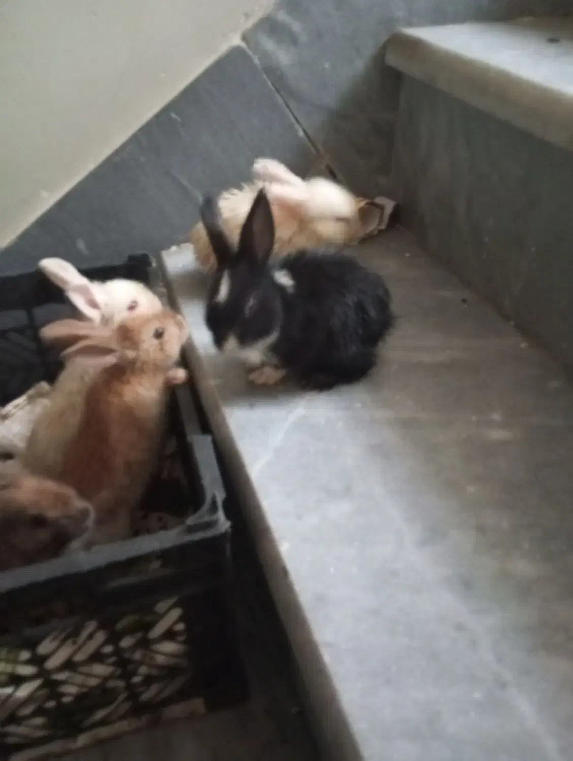 خرگوش|موش و خرگوش|شیراز, شاپورجان|دیوار