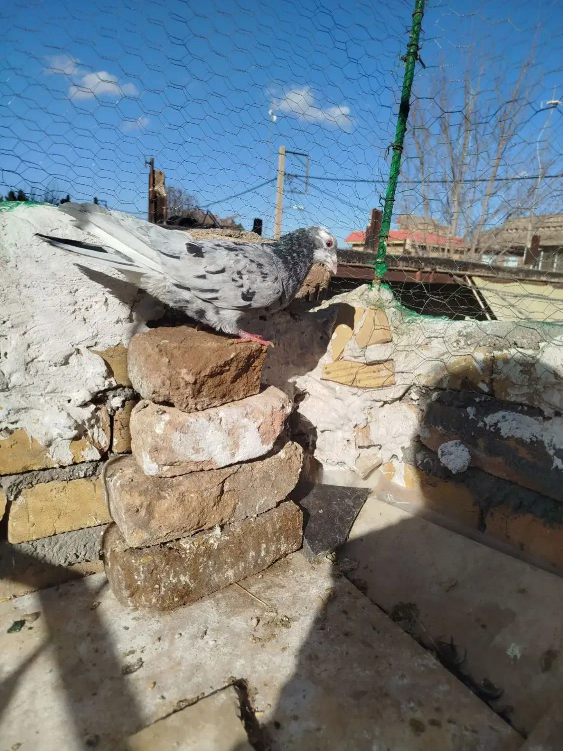 کبوتر هفت رنگ|پرنده|بوئین زهرا, |دیوار