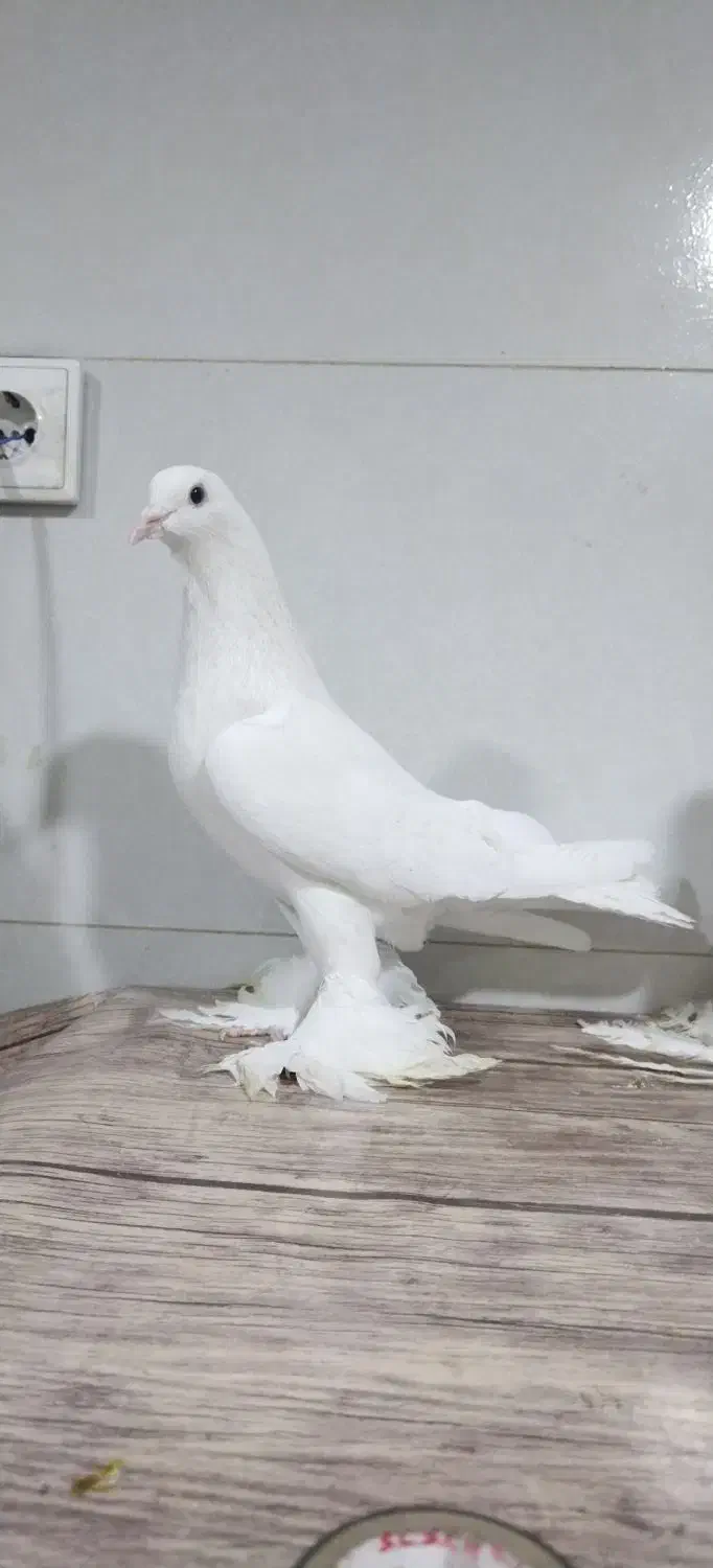 کبوتر لوتی پاچا بلند|پرنده|مرند, |دیوار